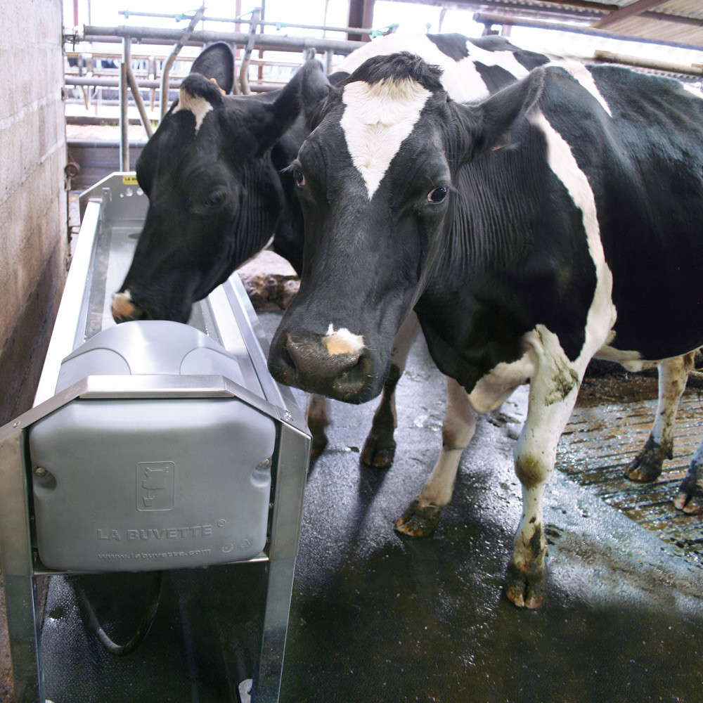 Abreuvoir pour vaches laitières GV150