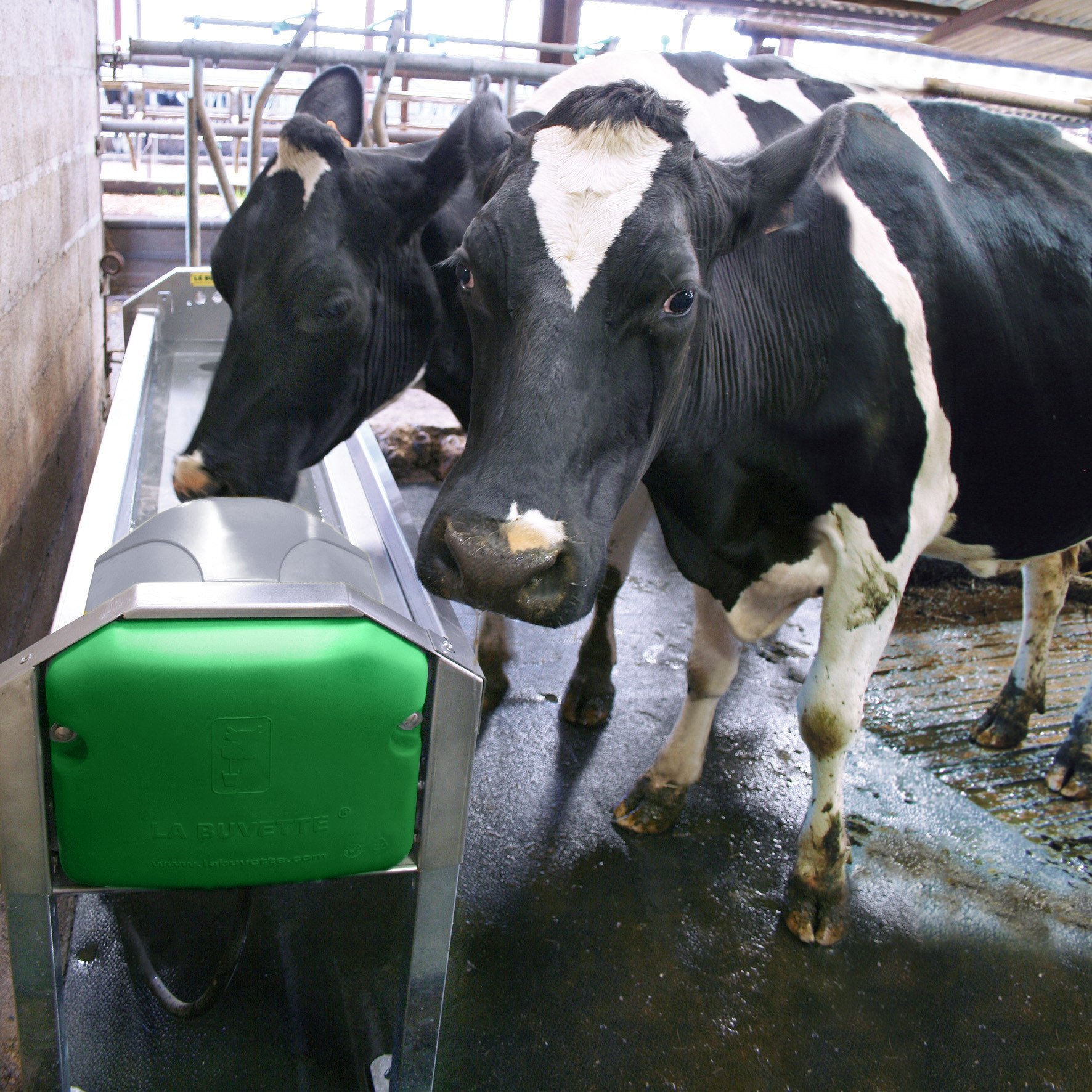 Abreuvoir pour vaches laitières GV230