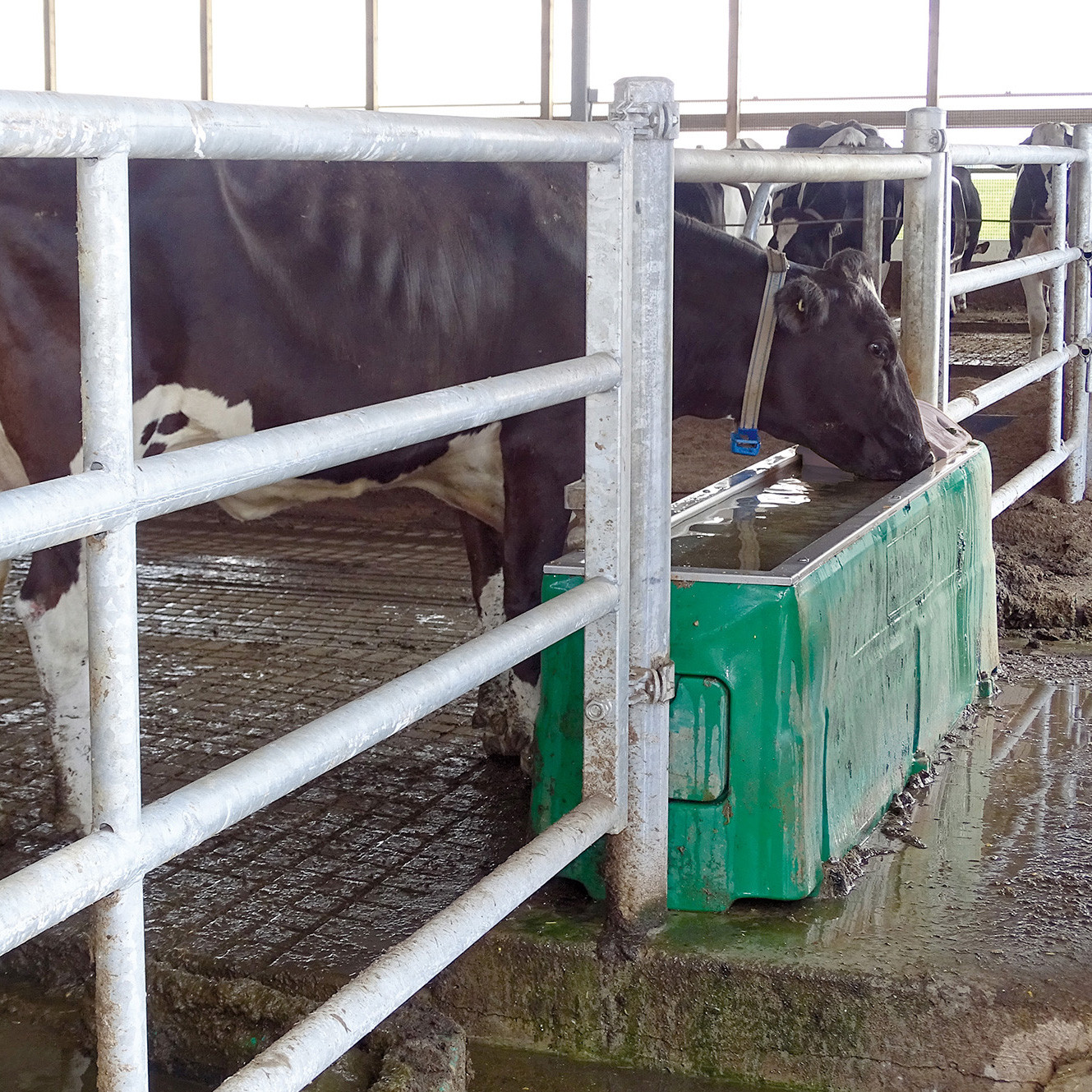 Abreuvoir BAÏKAL 230 Holstein