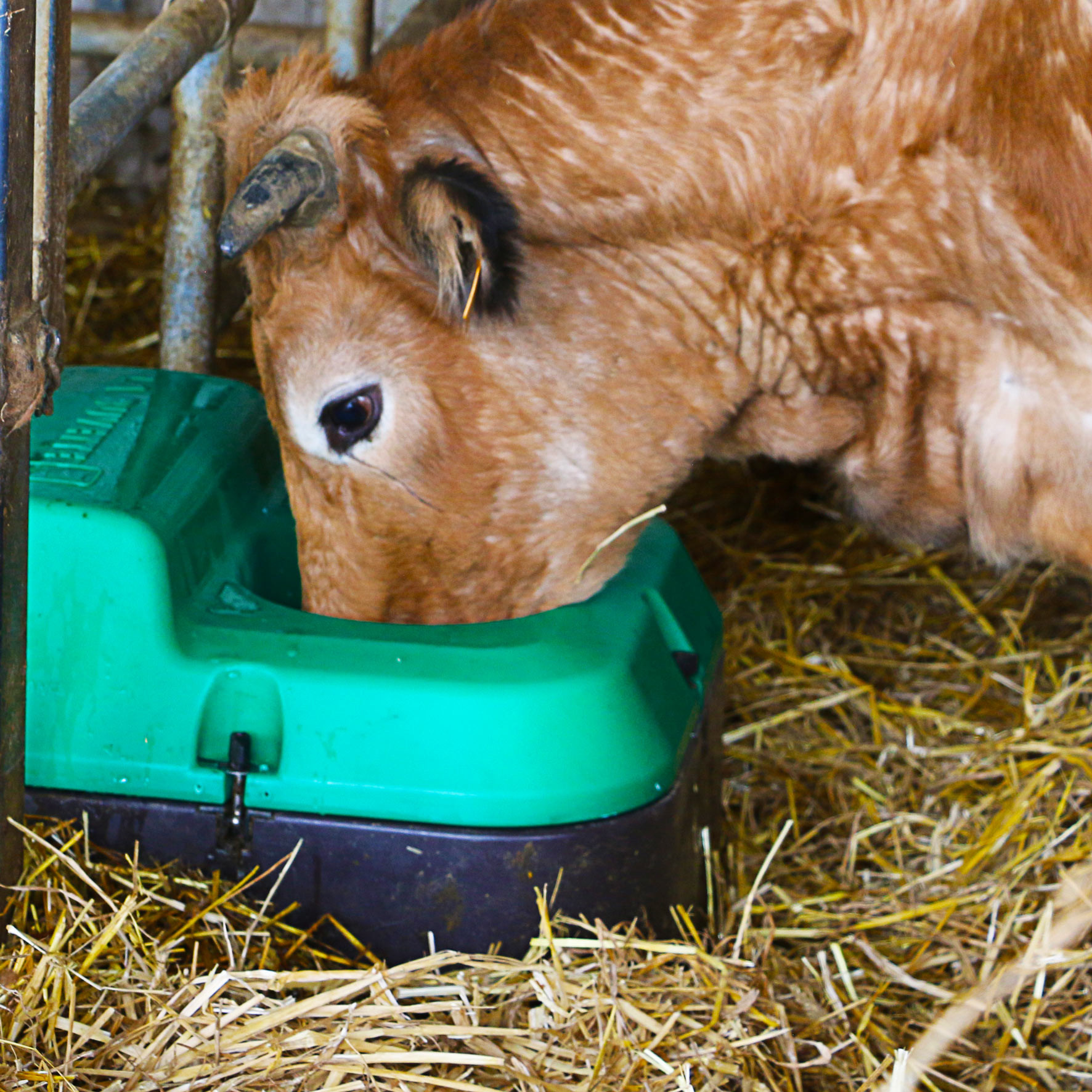 Vache Aubrac buvant confortablement dans un abreuvoir isotherme muni d'un capot retrofit THERMOLAC GA