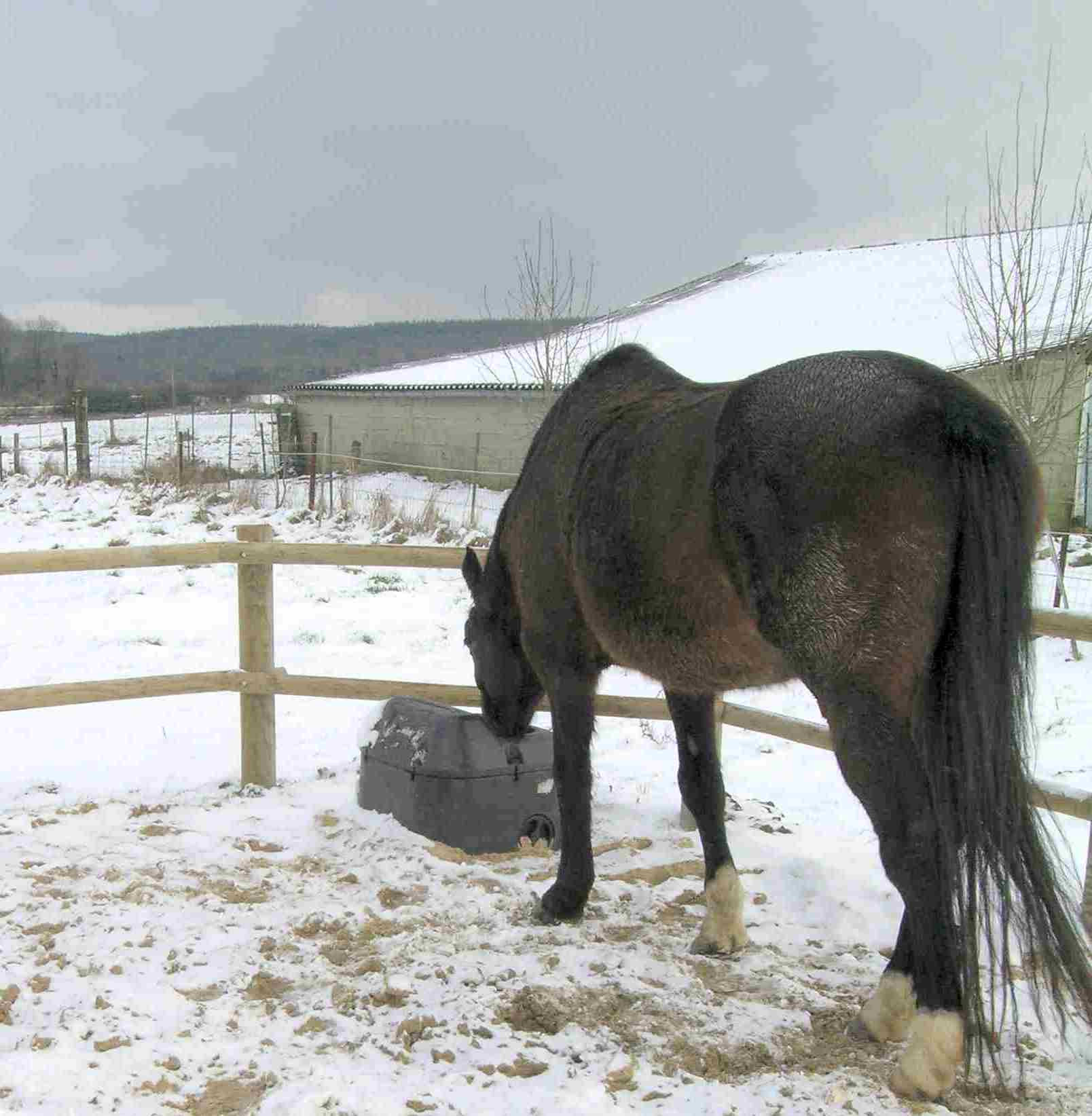 ABREUVOIR ANTIGEL-ISOTHERME - LCI Cheval