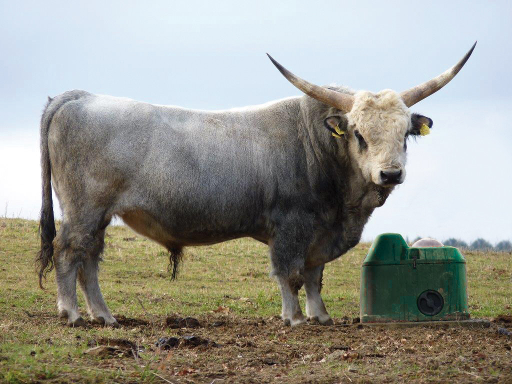 Abreuvoir THERMOLAC antigel sans électricité 40L 1672 LA BUVETTE